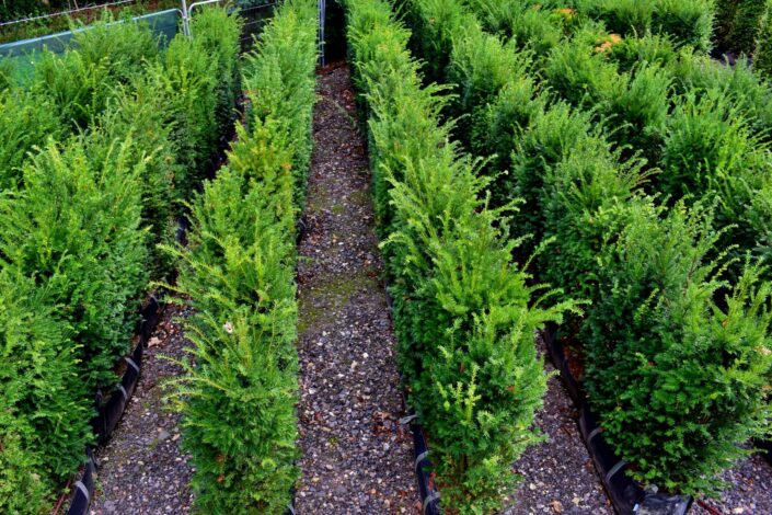 Yew Instant Hedge