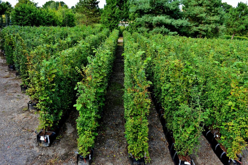 Native Mix Instant Hedge growing at Practicality Brown's nursery in Iver
