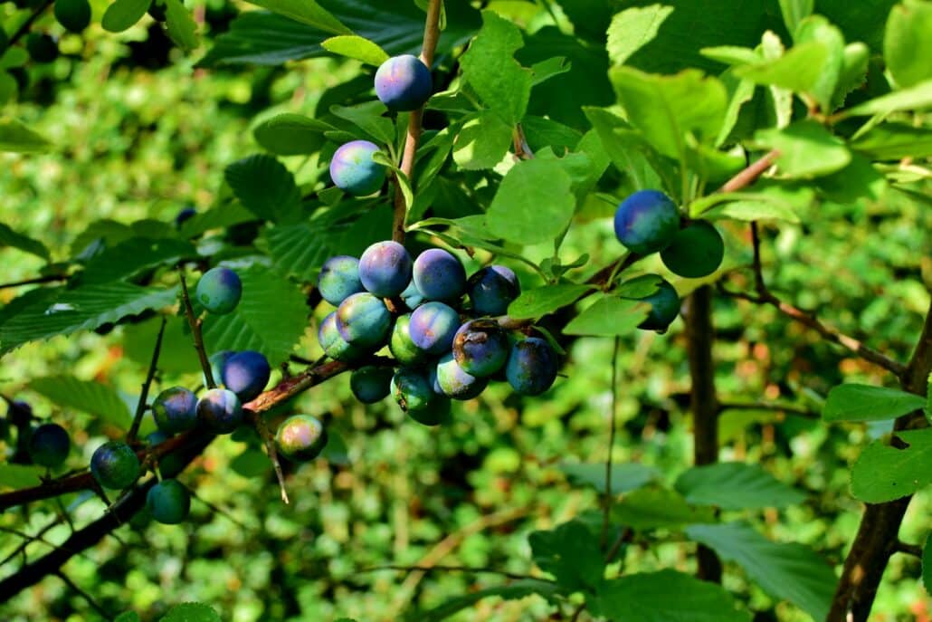 Close of Blackthorn hedge with ripe sloes growing on branches