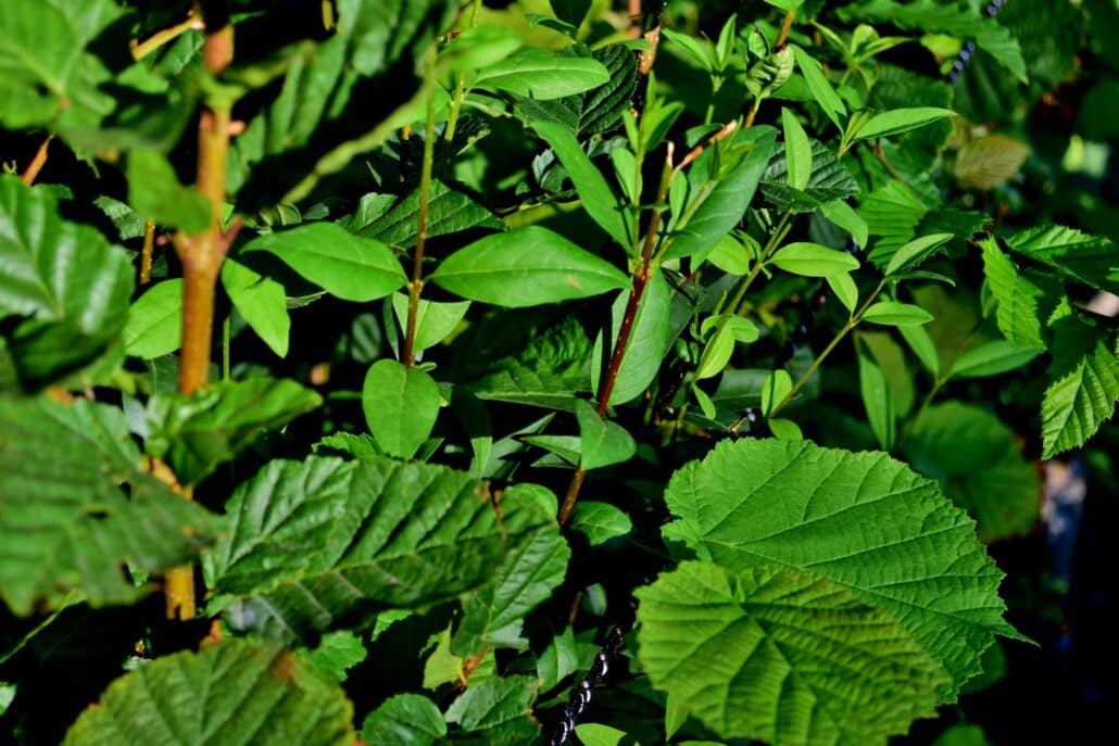  close up of Mixed Native Hedging showing leaf detail