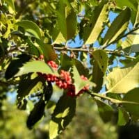 Ilex aquifolium 'Nellie R Stevens' - Holly 'Nellie R Stevens' An evergreen holly with smooth rather than spikey leaves and bright red autumn berries