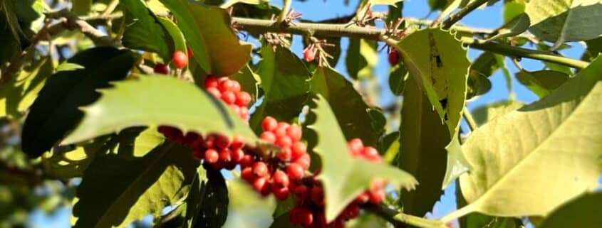 Ilex aquifolium 'Nellie R Stevens' - Holly 'Nellie R Stevens' An evergreen holly with smooth rather than spikey leaves and bright red autumn berries