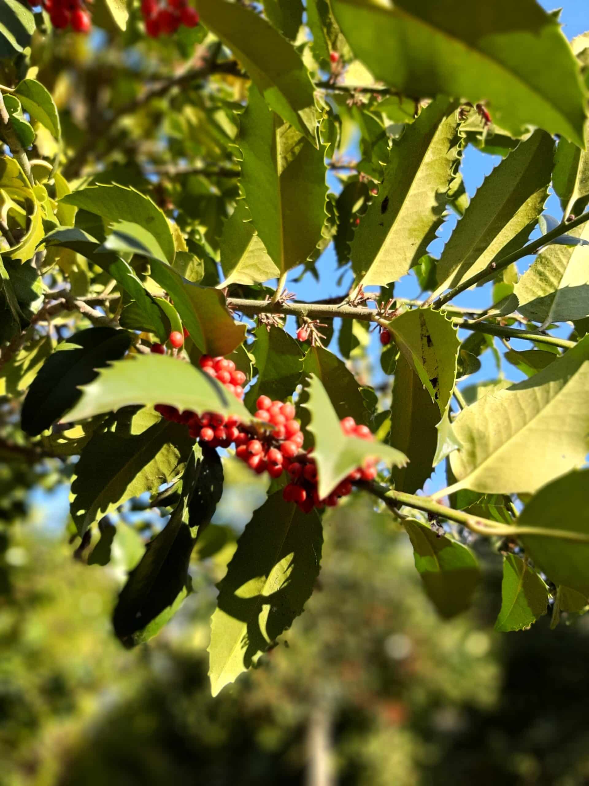 Ilex aquifolium 'Nellie R Stevens' - Holly 'Nellie R Stevens' An evergreen holly with smooth rather than spikey leaves and bright red autumn berries