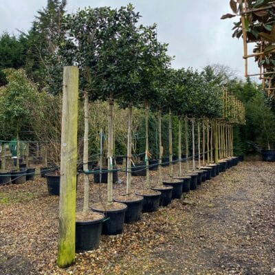 Nellie-R-Stevens-pleached