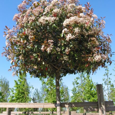 Photinia red robin screening tree, full blooms, which makes a striking contrast against the dark green foliage