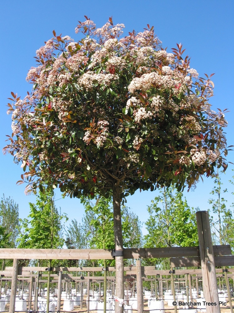 Photinia red robin screening tree, full blooms, which makes a striking contrast against the dark green foliage