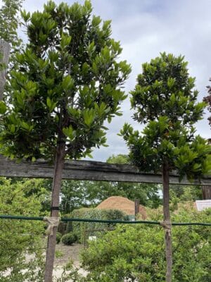 Arbutus unedo growing on the nursery, shown as a standard tree.