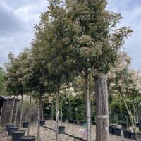 Photinia Red Robin is an attractive evergreen screening tree