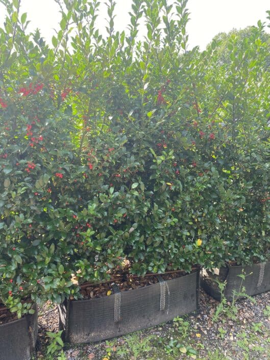 Blue Holly Growing in hedge bag at our Iver nursery