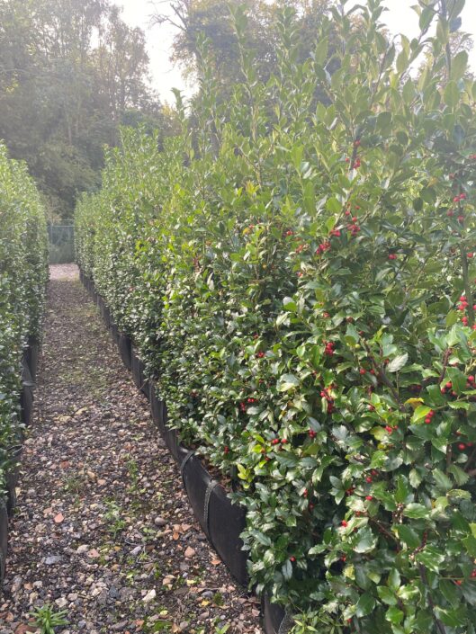 Practical Instant Hedge Ilex meserveae growing in hedge bags