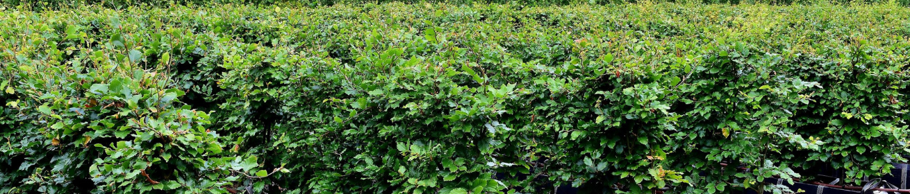 Beech Instant Hedge