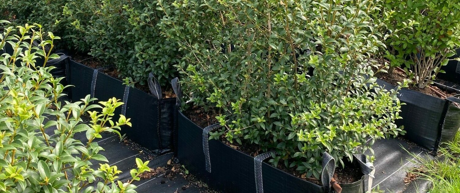 Osmanthus Instant Hedge