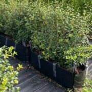 Osmanthus Instant Hedge