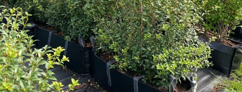 Osmanthus Instant Hedge