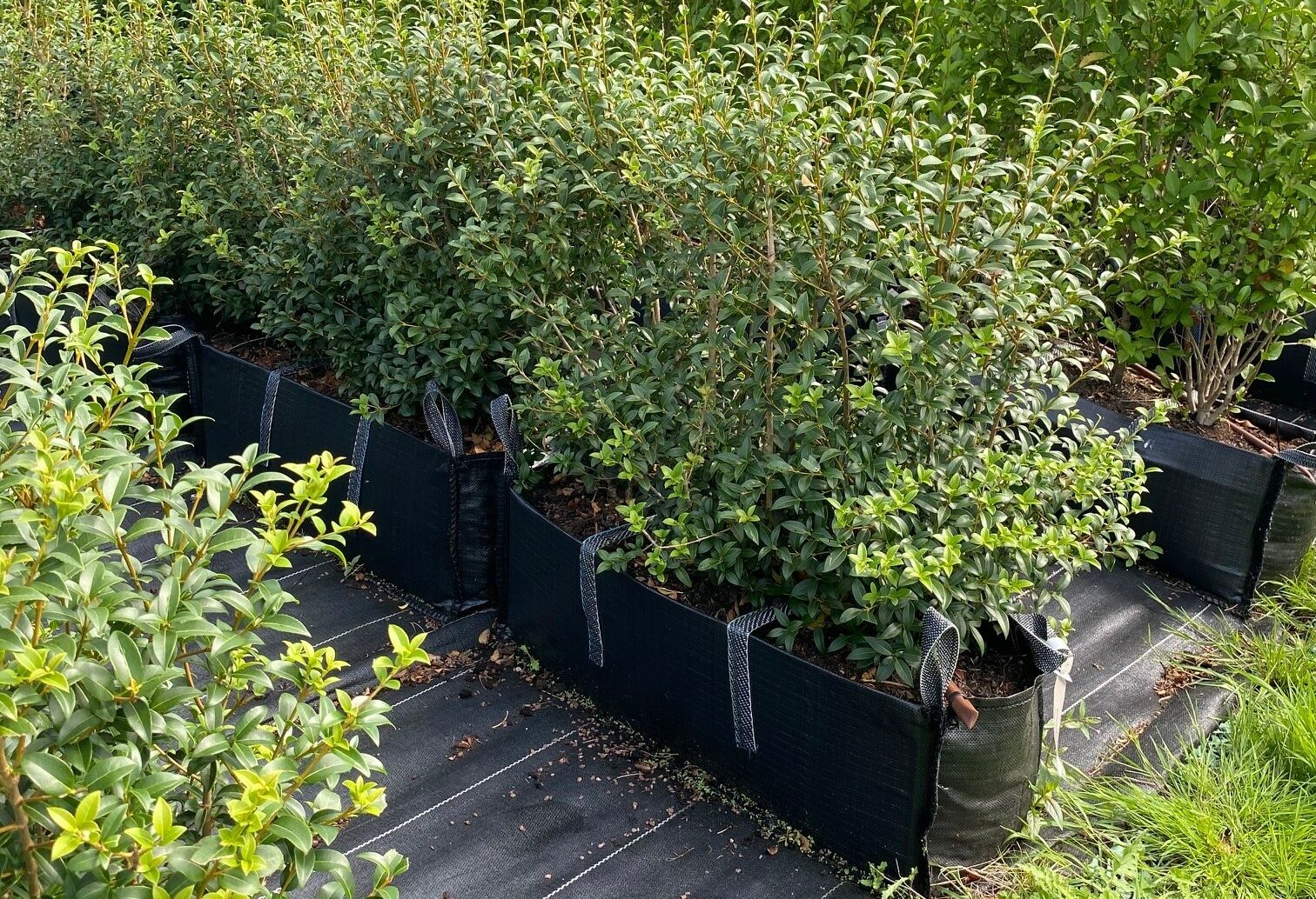 Osmanthus Instant Hedge