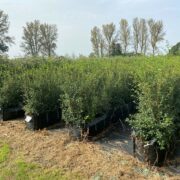 Osmanthus Instant Hedge growing in hedge bags in Iver