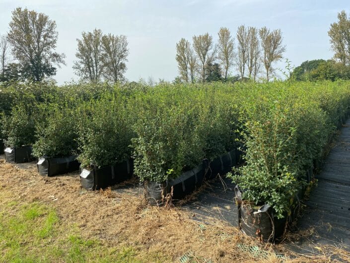 Osmanthus Instant Hedge