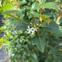 Osmanthus Instant Hedge