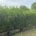 Row of Practical Instant Ilex meserveae hedge grown in bags on the nursery
