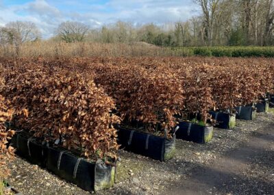 field of beech instant hedge growing in specially designed trough bags in winter with brown/bronze leaves
