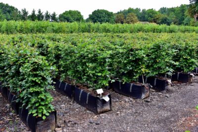field of beech instant hedge growing in specially designed trough bags in summer with full green leaves