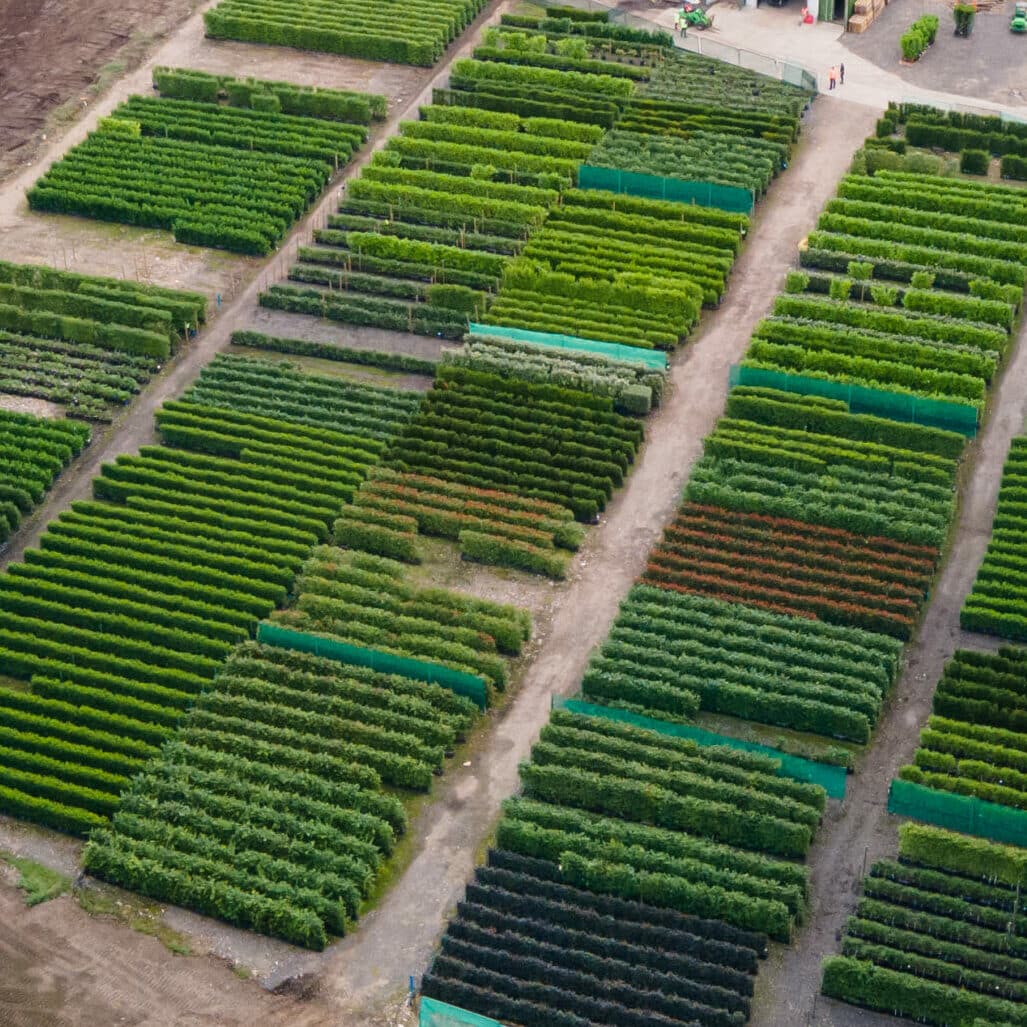 Ready grown, instant hedges in various species, and shades of green growing in rows at Practicality Brown