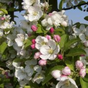Pink buds and single white flowers of crab apple tree