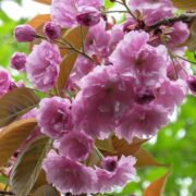 Profusion of pink flowers of kanzan cherry bloosom
