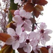 single pink flowers of cherry plum with red foliage