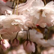 Late flowering double white flowers, which gradually turn pink