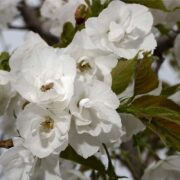 large single and semi-double white flowers