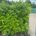 Laurus nobilis instant hedge