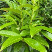 Laurel Genolia leaves