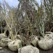 Rootball trees wrapped and ready to deliver