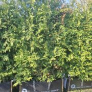 White Cedar in hedging trough bags
