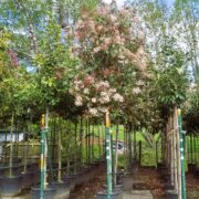 A range of trees available at Practicality Brown