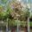 A range of trees available at Practicality Brown