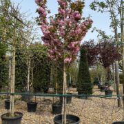 Close up of cherry Kanzan in full bloom