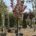 Close up of cherry Kanzan in full bloom